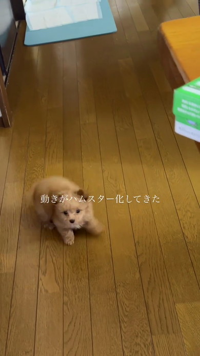 ハムスター化