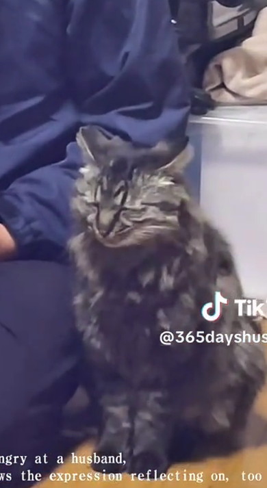 パパと猫