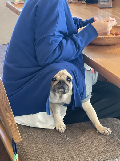 カーディガンの中に入るパグのワンコ