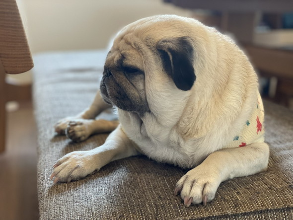 落ち着くパグのワンコ