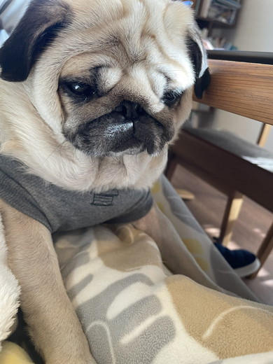 寝起きのパグのワンコ