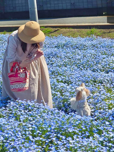 愛犬を必死に撮影する飼い主