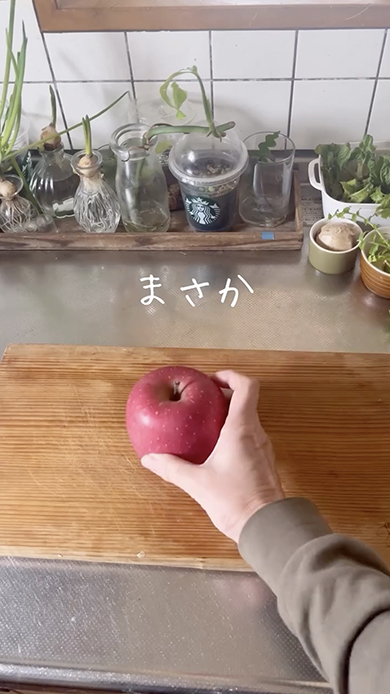 コンビニで買ったりんごの種をまいた結果