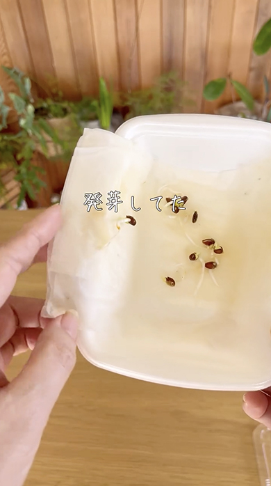 コンビニで買ったりんごの種をまいた結果