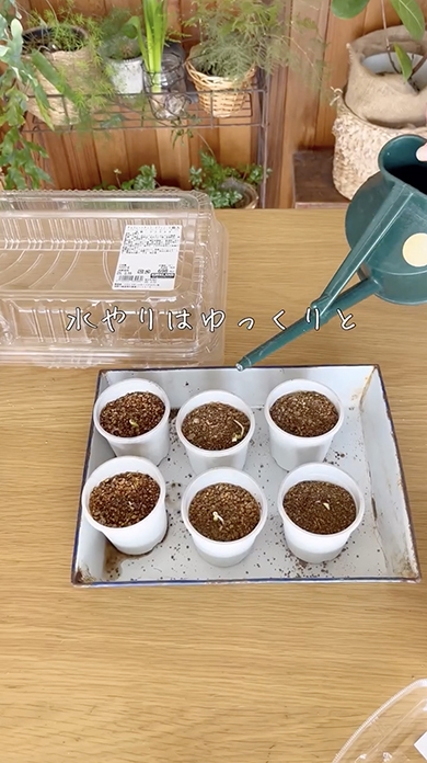 コンビニで買ったりんごの種をまいた結果