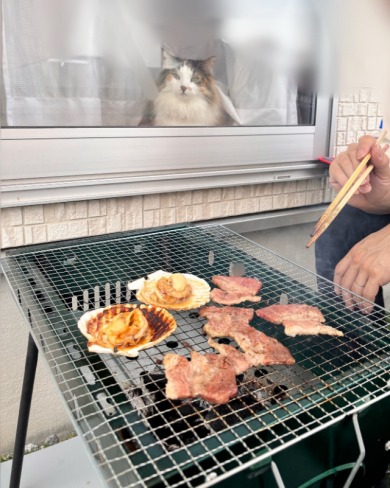 BBQを狙う猫