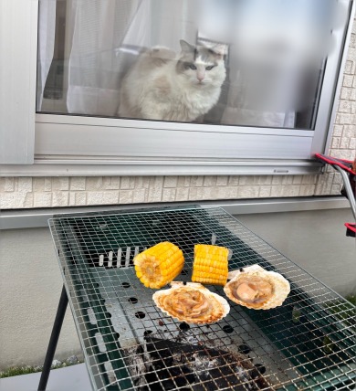 BBQを狙う猫