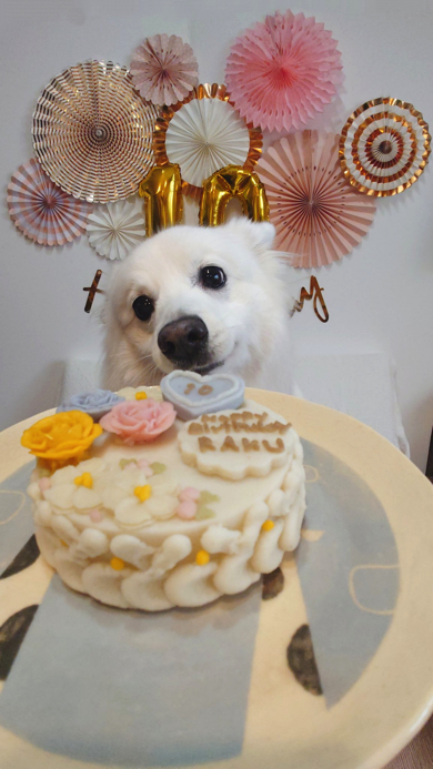楽くんの前にケーキを置いて写真撮影しようとしたら