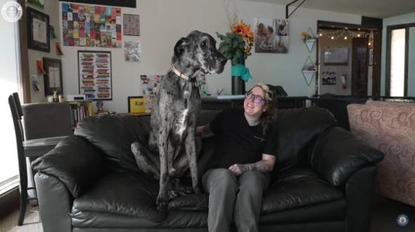 もっとも背が高い犬