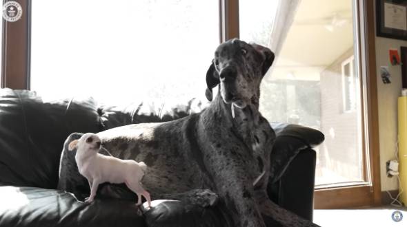 もっとも背が高い犬と背が低い犬が出会う