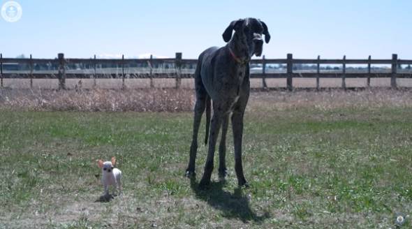もっとも背が高い犬と背が低い犬が出会う
