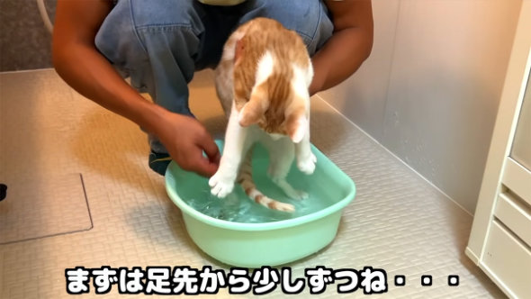 保護 子猫 お風呂 イヤイヤ リアクション 入浴 うっとり 適応 変化
