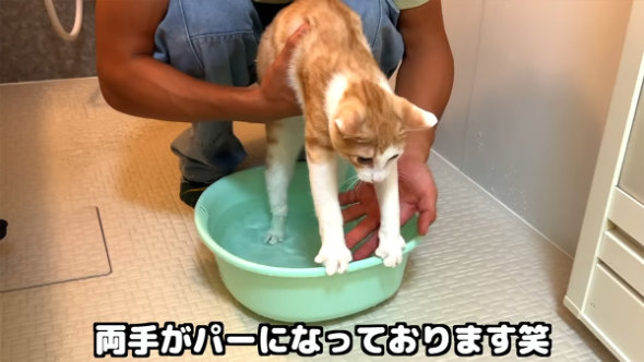 保護 子猫 お風呂 イヤイヤ リアクション 入浴 うっとり 適応 変化