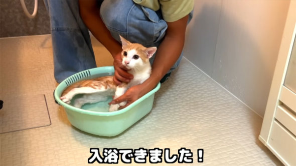 保護 子猫 お風呂 イヤイヤ リアクション 入浴 うっとり 適応 変化