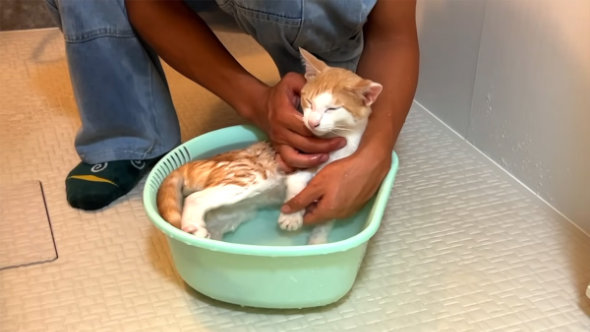 保護 子猫 お風呂 イヤイヤ リアクション 入浴 うっとり 適応 変化