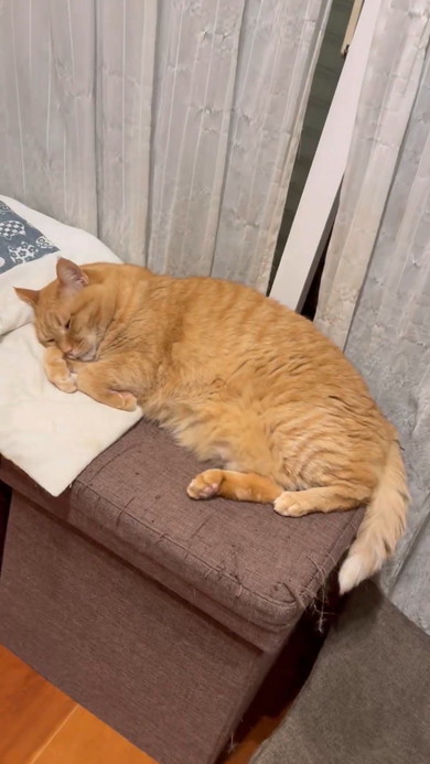 休んでいる猫ちゃん