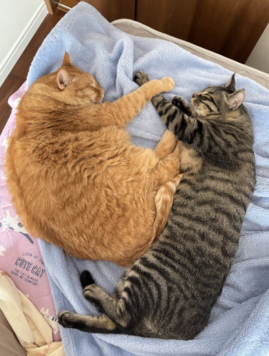 向き合って眠る猫ちゃんたち