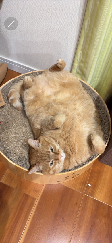 爪研ぎの上でくつろぐ猫ちゃん