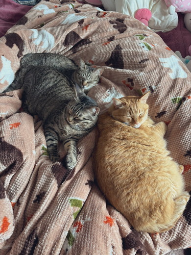 布団の上で寝る3匹の猫ちゃん
