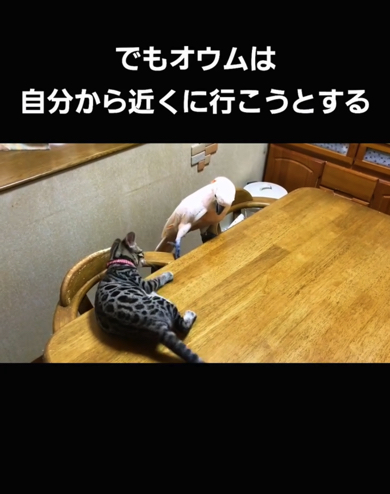 カリンくんは自分からこうめちゃんに近づきます