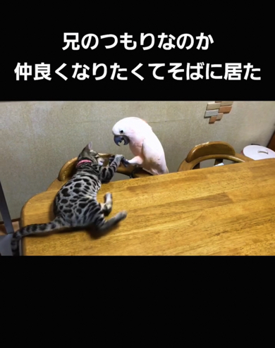 こうめちゃんと仲良くなりたい様子のカリンくん