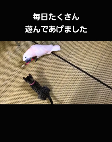カリンくんが猫じゃらしで遊んであげています