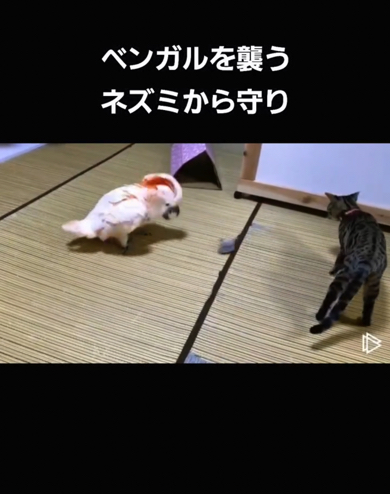 襲ってくるネズミからも守ってあげています