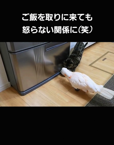 8年後……ごはんを取られても仲良し