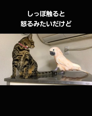 しっぽはやめてほしいこうめちゃん