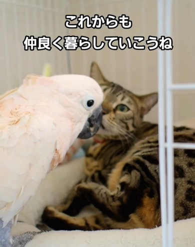 これからも仲良く幸せに暮らしてね