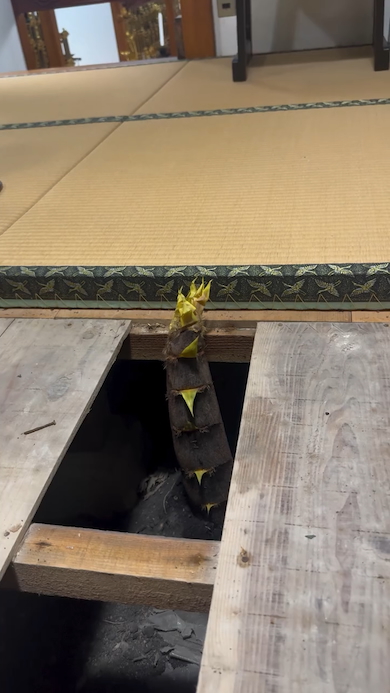 盛り上がる畳