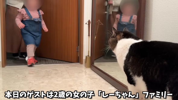 女の子を出迎える猫