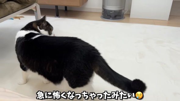 怖がられる猫