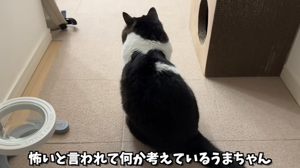 考えこむ猫