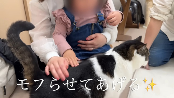 モフらせる猫
