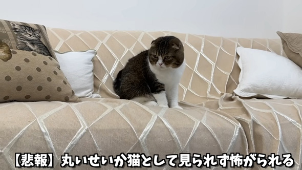 怖がられるパパ猫