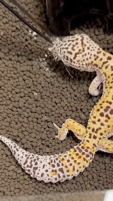 差し出されたコオロギにかぶりつくレオパードゲッコー