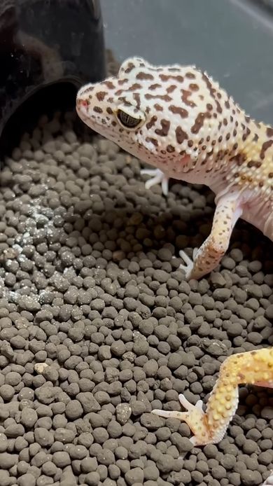 コオロギを食べ終えたレオパードゲッコー