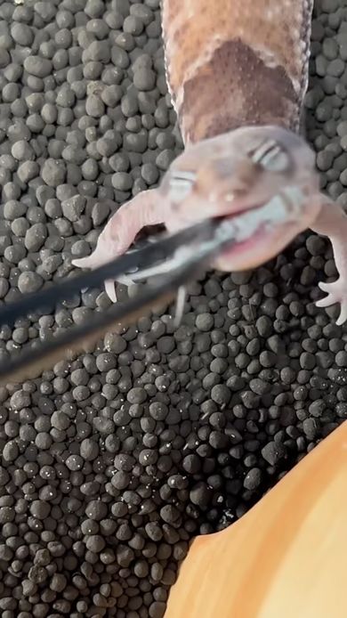 コオロギにかぶりつくレオパードゲッコーを真上から撮った映像