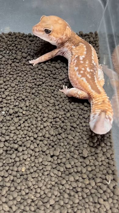 差し出されたコオロギに威嚇している様子のレオパードゲッコー