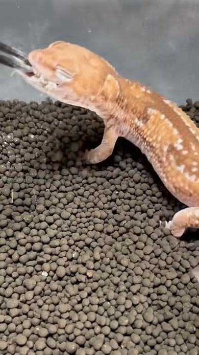 威嚇を止めてコオロギにかぶりついたレオパードゲッコー