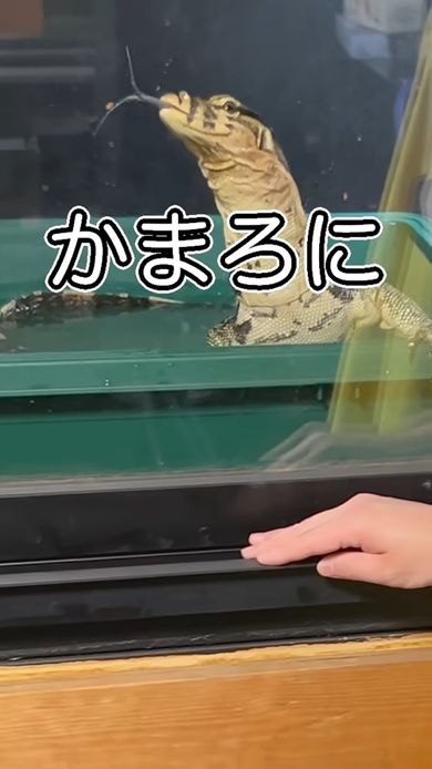 繁殖相手として提案されたミズオオトカゲ