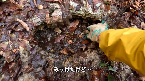 山奥で発見した水がたまっているガマ