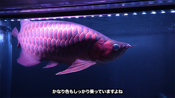 かなり色も