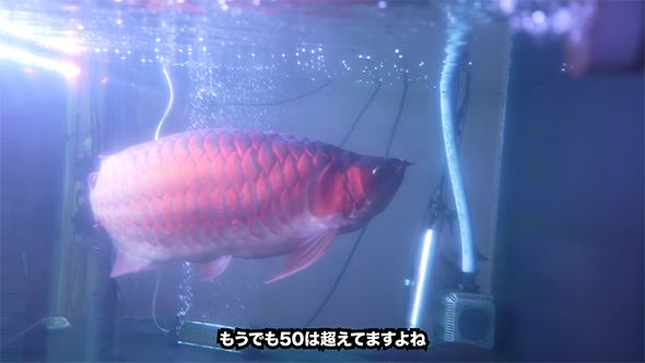 もうでも50は