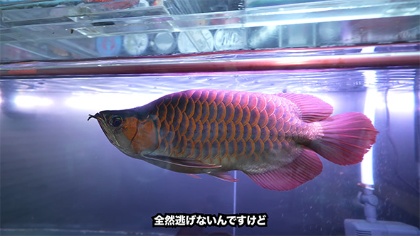 全然逃げない