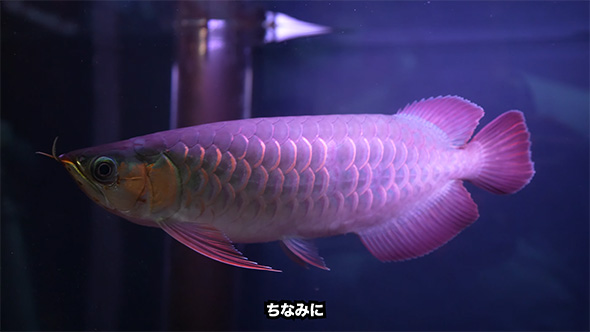 ちなみに