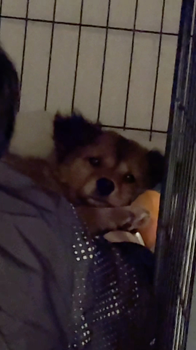 犬になることが夢だった息子の現在