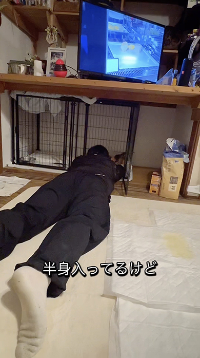 犬になることが夢だった息子の現在