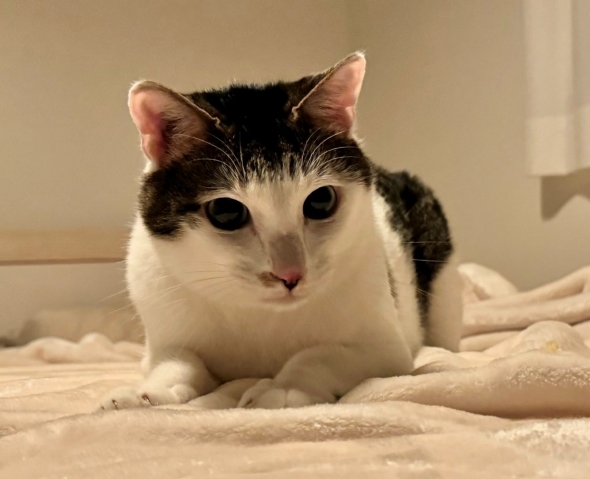 ぱっつん前髪猫の4年後